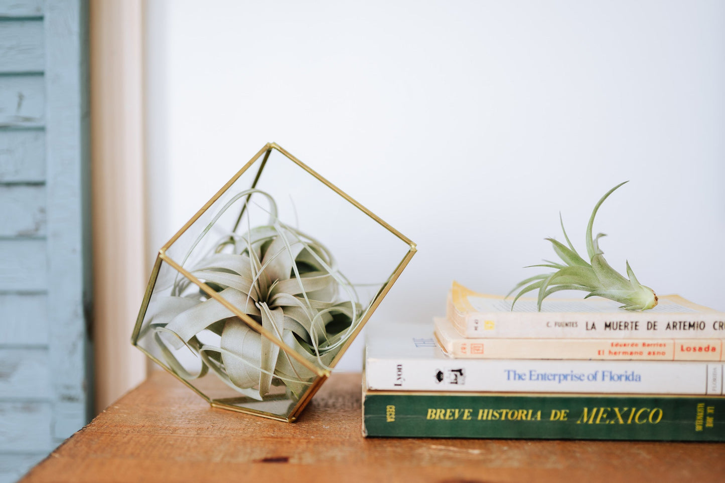 Heptahedron Geometric Glass Terrarium with Tillandsia Red Abdita and Ionantha Air Plants