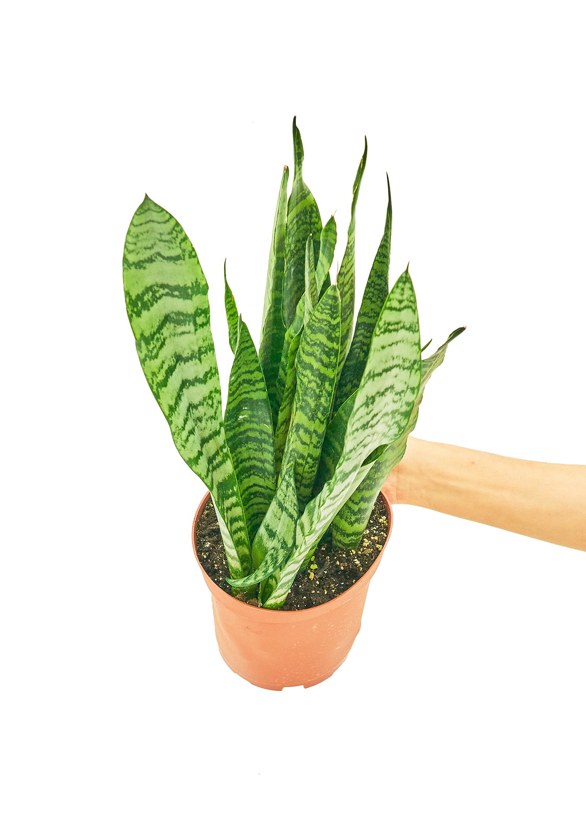 Snake Plant 'Zeylanica', Medium